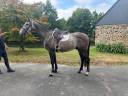 Caballo castrado Silla Franc&eacute;s En venta 2022 Tordo