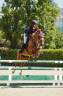 Caballo castrado Poni de Silla Belga En venta 2021 Alaz&aacute;n
