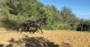 Caballo castrado Origine Constat&eacute;e En venta 2019 Negro por country man du vallon ph