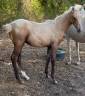 Potro Silla Franc&eacute;s En venta 2026 Palomino