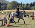 Caballo castrado Espa&ntilde;ol Normando En venta 2022 Tordo