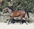 Yegua Anglo-Arabe En venta 2020 Bayo por carghesse des landes