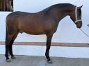 Potro hispano/Arabe al 75%