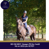 Caballo castrado Pura Sangre En venta 2023 Bayo