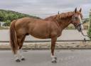Caballo castrado Silla Franc&eacute;s En venta 2016 Alaz&aacute;n por Topinambours