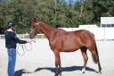 Caballo castrado Silla Franc&eacute;s En venta 2023 Bayo por Prestige Kalone