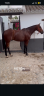 Troton Franc&eacute;s domado.