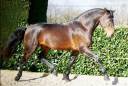 Caballo castrado Lusitano En venta 2015 Bayo por SOLERA