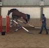Caballo entero Silla Franc&eacute;s En venta 2023 Bayo por CANTURO
