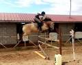  Impresionante caballo Bayo 15 a&ntilde;os | Noble y vers&aacute;til 