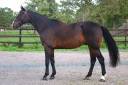 Caballo castrado Silla Franc&eacute;s En venta 2019 Bayo moreno por QLASSIC BOIS MARGOT