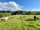 Propiedad rural En venta Tarn
