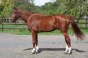 Caballo castrado Silla Franc&eacute;s En venta 2017 Alaz&aacute;n por KASSIDI