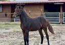 Potro PFS Poni Fran&ccedil;&eacute;s de Silla En venta 2026 Bayo moreno por RM MOST BEAUTIFUL BOY (DRP)