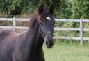 Potranca KWPN Caballo de Deporte Neerland&eacute;s En venta 2026 Negro por SECRET LOVER