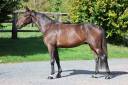 Caballo castrado Silla Franc&eacute;s En venta 2023 Bayo por CANDY DE NANTUEL