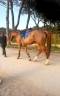Yegua Cheval de Selle Italien En venta 2020 Bayo por SILVER DEUX DE VIRTON