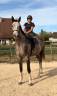 Caballo castrado Silla Franc&eacute;s En venta 2022 Tordo