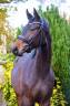Caballo castrado KWPN Caballo de Deporte Neerland&eacute;s En venta 2022 Negro por R&eacute;volution