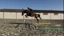 Caballo castrado sBs Caballo de Deporte Belga En venta 2021 Bayo por Fidelgo du houssoit