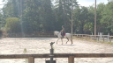 Caballo castrado PRE Pura Raza Espa&ntilde;ola En venta 2017 Tordo por Lobero XVIII