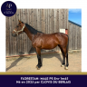 Caballo entero Pura Sangre En venta 2025 Bayo
