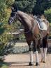 Caballo castrado KWPN Caballo de Deporte Neerland&eacute;s En venta 2020 Bayo moreno por Ebony