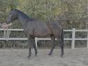 Caballo castrado Westfaliano En venta 2022 Bayo por Franziskus FRH