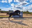 Potranca Paint Horse En venta 2025 Negro