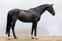 Yegua Silla Franc&eacute;s En venta 2018 Bayo por Tornesch