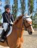 Caballo castrado British Spotted Pony En venta 2015 Alaz&aacute;n