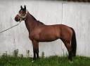 Yegua Silla Franc&eacute;s En venta 2021 Bayo por Groovy Semilly