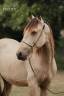 Caballo entero PRE Pura Raza Espa&ntilde;ola En venta 2024 Isabelo