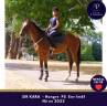 Caballo castrado Pura Sangre En venta 2022 Bayo