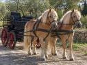 Yegua Haflinger En venta 2014 Alaz&aacute;n
