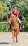 Yegua sBs Caballo de Deporte Belga En venta 2022 Alaz&aacute;n por Matisse de mariposa