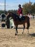 Caballo castrado Hannoveriano En venta 2022 Bayo por Cornet's Prinz