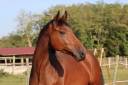 Caballo castrado Silla Franc&eacute;s En venta 2021 Bayo por MARIUS CLAUDIUS