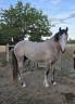 Caballo entero PFS Poni Fran&ccedil;&eacute;s de Silla En venta 2022 Tordo por IDIVADAHO DE BLONDE PFSS