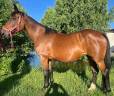 Yegua de ganader&iacute;a Silla Franc&eacute;s En venta 2010 Bayo