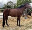 Caballo castrado Silla Franc&eacute;s En venta 2022 Bayo por Chacoon Blue