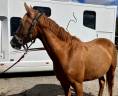 Yegua PFS Poni Fran&ccedil;&eacute;s de Silla En venta 2023 Alaz&aacute;n