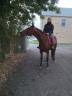 Caballo castrado Trot&oacute;n Franc&eacute;s En venta 2017 Bayo