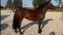 Yegua Cob Normando En venta 2010 Bayo