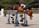 Caballo castrado Silla Franc&eacute;s En venta 2021 Alaz&aacute;n por QUICKLY V/D KRUISHOEVE