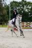 Caballo castrado Silla Franc&eacute;s En venta 2019 Tordo