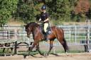 Caballo castrado AES Anglo European Studbook En venta 2021 Bayo