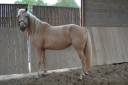 Yegua AES Anglo European Studbook En venta 2021 Palomino por Misterio