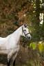 Caballo castrado Silla Franc&eacute;s En venta 2018 Tordo por Breemersen Adorado