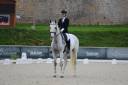 Caballo castrado Lusitano En venta 2014 Tordo por Alamo SDS